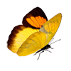 Schmetterling 1