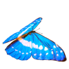 Schmetterling 3