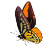 Schmetterling 4