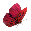 Schmetterling 5